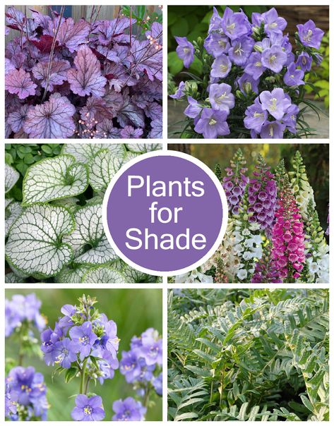 Buy Perennial Plants for Shade Collection online at Golden Valley Plants. Our expertly grown plants for shade fare beautifully in shaded or dappled shade areas of your garden. Our Shade Collection provides you with plants that will add a wealth of shape, texture and colour to the darkest spots in your garden and maximise its fullest potential. When purchasing our plants for shade collection, you will receive a carefully curated bundle of perfectly paired plants, selected by our team of plant ... Colourful Shade Garden, Shade Loving Plants Uk, Shady Border Plants Uk, Shade Plants Perennial, Shade Perennial Garden, Plants For Shady Areas, Mini Meadow, Shaded Garden, Plan 2023