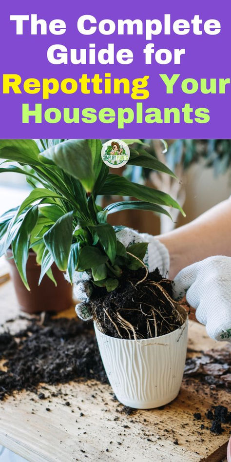 Discover the ultimate resource in "The Complete Guide for Repotting Your  Houseplants." Learn how to repot house plants effectively with step-by-step  instructions and expert tips. Transform your indoor space with stunning  houseplant aesthetics by mastering potting plants and repotting techniques.  Perfect for beginners and seasoned plant lovers alike, this guide covers  everything you need for repotting plants, ensuring your indoor plants  thrive. Elevate your houseplant game today! Caring For House Plants, Potting House Plants, Repotting Plants Houseplant, Staking Houseplants, How To Repot A Plant, Repotting House Plants, Repot Plants, Houseplant Aesthetic, Potting Plants