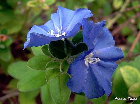 South American Flowers, Ecuador Flowers, Nature Colors, South American, Beautiful Blooms, Ecuador, Tattoos, Plants, Flowers