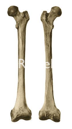 Anatomy: Femur or thigh bone Femur Bone Drawing, Bones Poster Anatomy, Bone Structure Anatomy Drawings, Bone Landmarks Anatomy, Positive Photography, Bone Drawing, Body Positive Photography, Femur Bone, Leg Bones