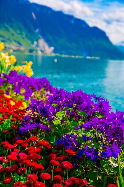 Tulips of Switzerland, Spring time, flowers with the Swiss Alps in the background, Lake Geneva Matka Natura, Wallpaper Cantik, Pretty Landscapes, Alam Yang Indah, Amazing Nature, Nature Pictures, Nature Beauty, Beautiful World, Beautiful Landscapes