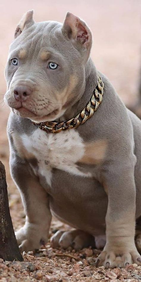 Line Tattoo Dog, Dog Line Tattoo, Pitbull Dog Tattoo, Pitbull Breeds, Pitbull Drawing, Pitbull Dog Puppy, Cute Pitbulls, Pitbull Dog Breed, Bully Pitbull