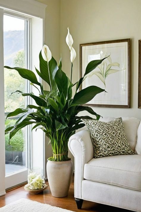 Discover the best indoor plants for South Africa to liven up your space effortlessly. From the low-maintenance Elephant Bush and striking Bird of Paradise, to the elegant Gasteria plant and unique Spider plants, there's a perfect fit for every home. Embrace the vibrant hues of Crassula Campfire and Cotyledon Pendens or opt for the sleek charm of Ox Tongue succulents and Fan aloe. Unique Plants Indoor, Fan Aloe, Cotyledon Pendens, Ox Tongue, Bright Room Colors, Elephant Bush, Best Wall Colors, Low Maintenance Indoor Plants, Tall Indoor Plants