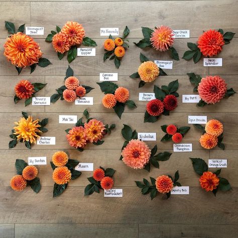 Irish Candy, Dahlia Flower Garden, Dahlia Tattoo, Orange Dahlia, Dahlias Garden, Flower Guide, Dahlia Flower, Garden Lovers, Flower Farm