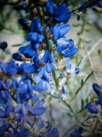 Indigofera Tinctoria, Wild Indigo, Indigo Plant, Canker Sore, Indigo Jeans, For Glowing Skin, Language Of Flowers, Eco Printing, Greek Words