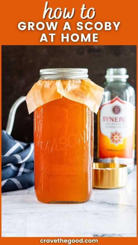 How To Make Scoby, Kombucha Scoby Recipes, Make Your Own Kombucha, Diy Kombucha, Kombucha Bottles, Kombucha Starter, Kombucha Scoby, Homemade Kombucha, Kombucha Recipe