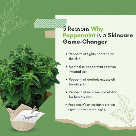 Peppermint Herb Benefits, Peppermint Oil For Skin, Peppermint Benefits, Peppermint Water, Benefits Of Peppermint, Peppermint Oil Benefits, Peppermint Tea Benefits, Honey Beauty, Growing Healthy Hair