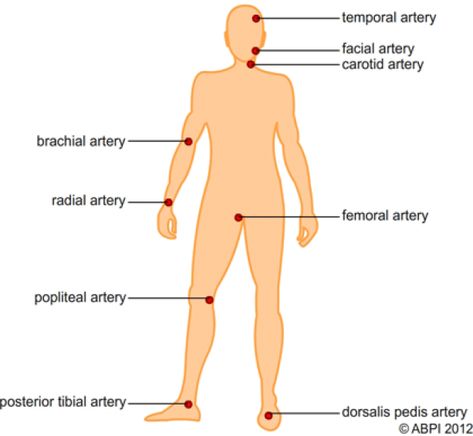 Pulse Locations On the Body | Diagram of pulse points on the body #appliedscience #applied #science #degree #autumn27357 Peripheral Pulses, Pulse Sites, Emt Study, Nursing Assessment, Pressure Ulcer, Nursing School Essential, Body Diagram, Nursing School Motivation, Med School Motivation