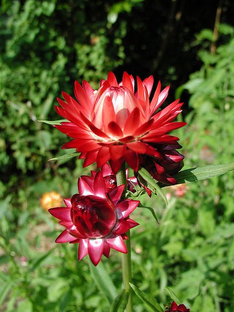 Strawflowers [ OilsNetwork.com ] #garden #health #wealth Strawflower Tattoo, Strawflowers Craft, Straw Flowers Wedding, Winged Everlasting Flower, Strawflower Ornaments, Straw Flowers Dried, Paper Daisy, Let Freedom Ring, Eating Organic