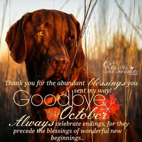 Thank you for all the abundant blessings you sent my way! Goodbye October october goodbye october bye october goodbye october images Good Bye October, Bye October, Goodbye October, October Hello, October Images, October Pictures, October Quotes, November Quotes, Hello November