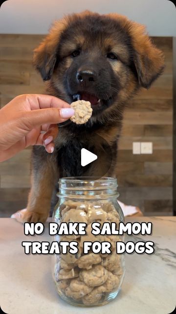 JADE THE SABLE GSD on Instagram: "Salmon Treats For Dogs Recipe 🐟 Don’t forget to save this recipe for later! Recipe card @ the end! #dog #dogtreats #puppy #dogrecipes #recipe" Homemade Dog Treat Recipes, Pet Snacks, Treats For Dogs, Dog Recipes, Dog Treat Recipes, Healthy Dog Treats, Animal Care, Recipe Card, Baked Salmon