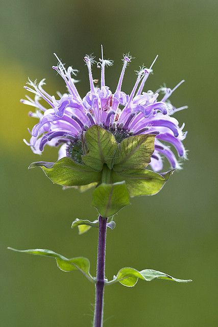 071114 bee balm ~ Wild Bergamot (Monarda fistulosa) by johndykstraphotography, via Flickr Bee Balm Tattoo, Shrike Tattoo, Bergamot Plant, Monarda Fistulosa, Bergamot Flower, Bee Balm Flower, Herbal Tattoo, Wild Bergamot, Wild Bees