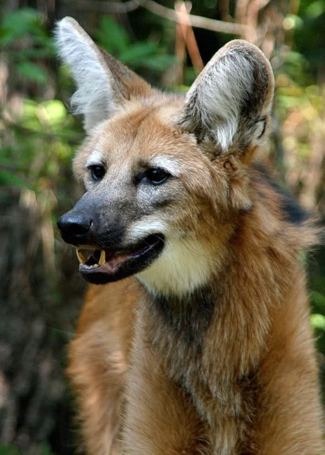 Wolf Hybrid Oc, Maned Wolf Art, Owl And Crow, Manned Wolf, Maned Wolves, Wolf White, Largest Wolf, Woodland Park Zoo, Maned Wolf