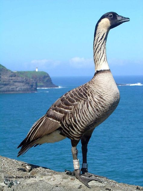 An endangered Hawaiian goose, known as nene in Hawaiian. The nene is considered the world’s rarest goose. Photo by Brenda Zaun / via USFWS Refuges FB List Of Birds, State Birds, Pretty Birds, Hawaiian Islands, Endangered Species, Big Island, Wild Birds, Swans, Kauai