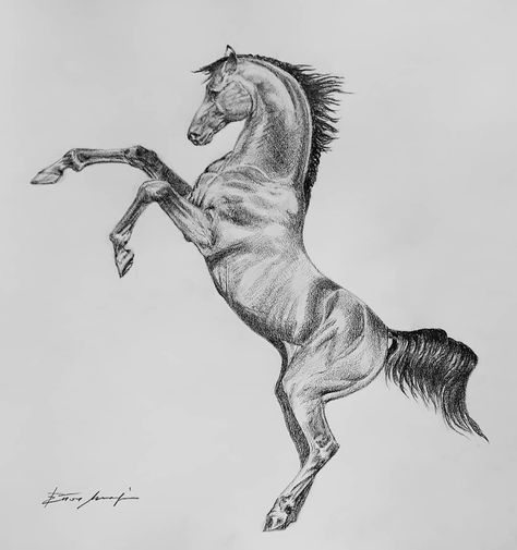 Showjumping Horse, Horses Drawing, Horse Pencil Drawing, Horse Rearing, Horse Art Drawing, Rearing Horse, Equine Portraits, Horse Drawing, Cowboy Art