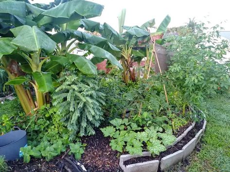 Planting a Food Forest on a Shoestring Budget - Living Roots Eco Design Florida Food Forest, Food Garden Design, Food Forest Design, Cuban Oregano, Food Forest Garden, Indoor Farming, Pigeon Peas, Tropical Food, Banana Plants