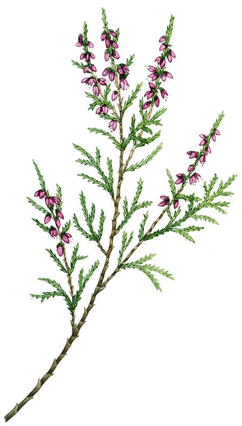 Botanical Illustration: Heathers - Lizzie Harper Drawing Trends, Plants Drawings, Lizzie Harper, Thistle Tattoo, Heather Flower, Scottish Heather, Heather Plant, Beautiful Flower Tattoos, Flower Drawings