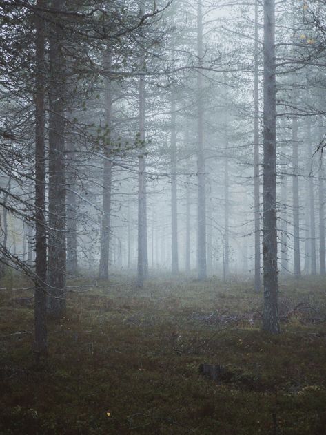 Liminal Nature, Space Forest, Nostalgic Vibes, Lapland Finland, Fall Forest, Writing Fantasy, Beyond The Horizon, Space Photography, Liminal Space