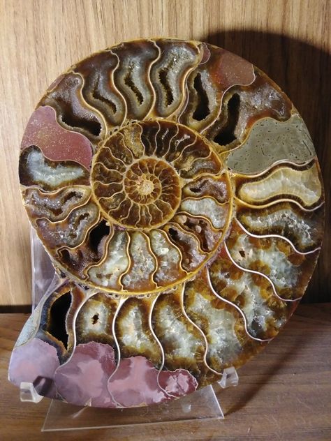 Ammonite from Madagascar Ammonite Drawing, Spirals In Nature, Fossil Art, Ammonite Shell, Rocks And Fossils, Magical Stones, Ammonite Fossil, Prehistoric Creatures, Beautiful Rocks