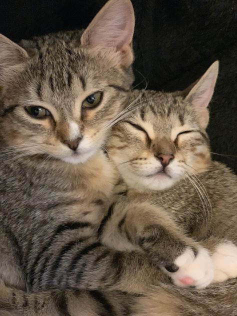 Sister snuggles Cats Snuggling, Cats Cuddling, Widget Board, Cat Wedding, Cat Cuddle, Cute Little Kittens, Feline Animals, Pets Funny, Little Kittens