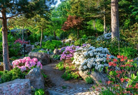 Acid Loving Plants List, Gazebos And Pergolas, Pruning Climbing Roses, Backyard Zen, Japanese Garden Plants, Small Flowering Plants, Acidic Soil, Japanese Plants, Acid Loving Plants