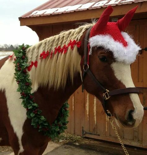 Horse Mane Braids, Stall Decorations, Dog Parade, Horse Braiding, Barn Christmas, Christmas Elf Costume, Christmas Fancy Dress, Christmas Horse, Horse Mane