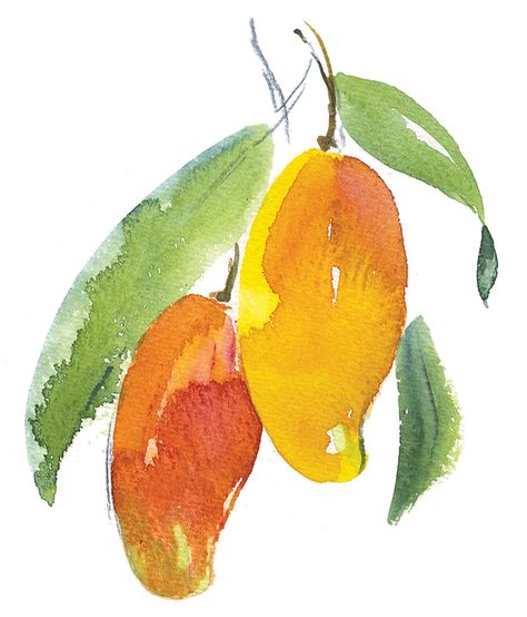 Manga Fruit, Mango Tree Drawing, Mango Watercolor Painting, Berry Illustration, Peach Wallpaper, Lucky Draw, Mango Tree, Watercolor Fruit, Illustration Agency