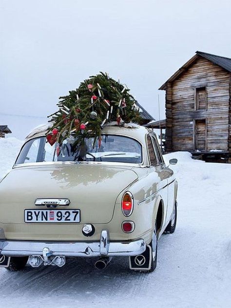 Willow Tree Nativity, Christmas Tree Photography, Christmas Tree Pictures, Deco Retro, Winter Diy, White Christmas Tree, Winter Forest, Vintage Christmas Tree, Vintage Christmas Decorations