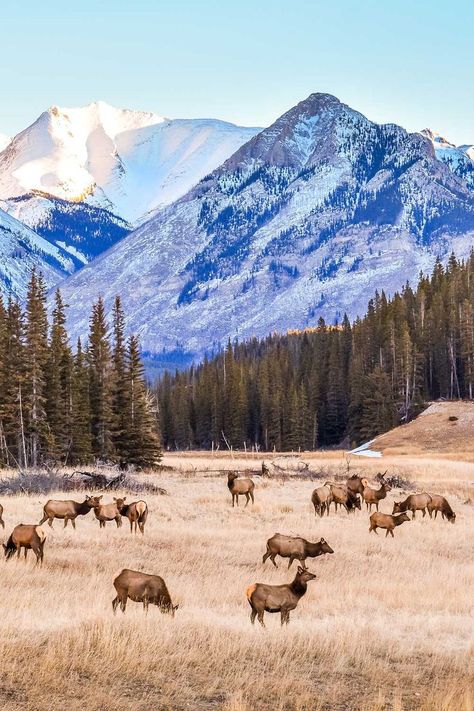 Banff Wildlife, Hiking Arizona, Banff Alberta, Travel Canada, Frame Ideas, Explore Canada, Canadian Rockies, Banff National Park, Nature Landscape