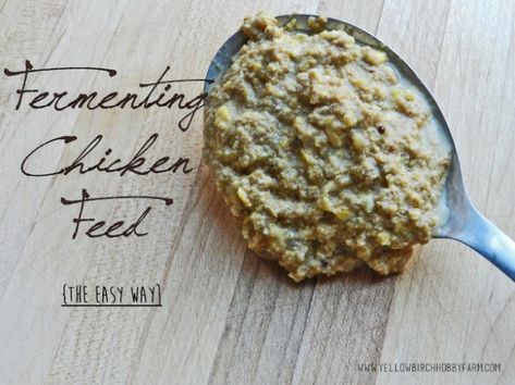 Fermenting Chicken Feed: The Easy Way Chicken Feed Mix, Fermenting Chicken Feed, Raising Meat Rabbits, Raising Rabbits For Meat, Meat Birds, Meat Rabbits, Cheap Hobbies, Chicken Health, Raising Backyard Chickens