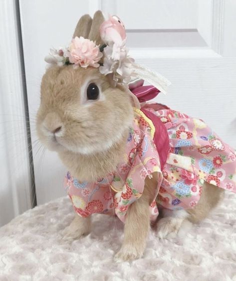 Bunnies In Dresses, Soft Bunny Aesthetic, Pet Rabbit Clothes, Coquette Easter, Bunny In Dress, Tiny Baby Animals, Bunny Clothes, Bunny Pics, Bunny Fashion