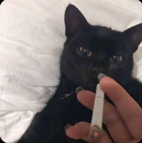 Black Cat Aesthetic, Cute Cat Memes, Silly Cats Pictures, Cute Cats Photos, Cat Icon, Silly Animals, Cat Aesthetic, Discord Server, Get Real