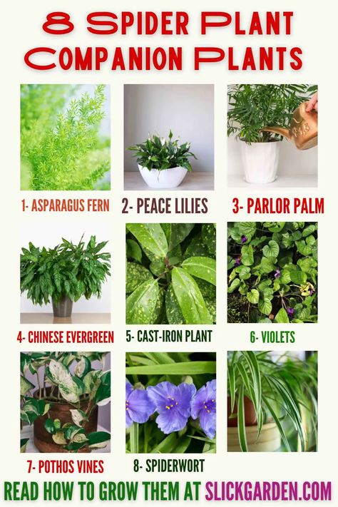 Spider Plant Companion Plants  – Slick Garden Spider Plant Pups, Bonnie Spider Plant, Pothos Vine, Cast Iron Plant, Parlor Palm, Plant Pests, Spider Plant, Asparagus Fern, Companion Plants