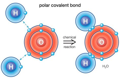 What's a Polar Bond in Chemistry? Definition and Examples A Level Chemistry Revision, Chemistry Definition, Chemical Bonds, Chemistry Revision, Chemistry Periodic Table, Ionic Bonding, Ap Chemistry, Hydrogen Atom, Electron Configuration