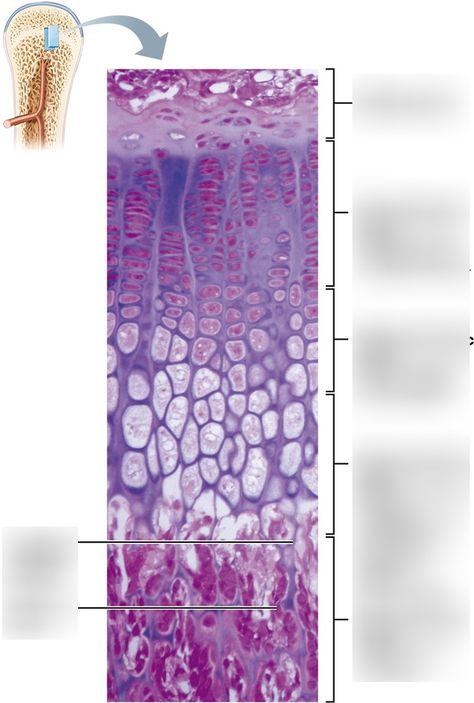 Growth in length of a long bone occurs at the epiphyseal plate. Diagram | Quizlet Plate Diagram, Epiphyseal Plate, Female Reproductive Anatomy, Skeletal System Anatomy, Start Studying, Learn Vocabulary, Skeletal System, Study Tools, Respiratory System