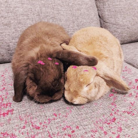 2 Bunnies Together, Cutest Bunny Ever, Love Bunnies, Rabbit Pictures, Cute Bunny Pictures, Bunny Mom, Pet Ideas, Kawaii Bunny