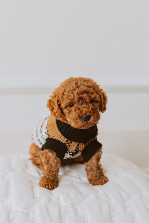 Red Teacup Poodle, Toy Poodle Photoshoot, Poodle Photoshoot, Red Toy Poodle, Puppy Photoshoot, Teacup Poodle Puppies, Small Dog Accessories, Teacup Poodle, Puppy Photography