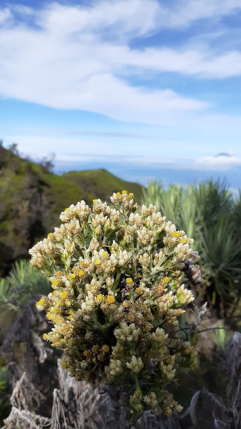 bunga edelweiss merbabu Edelweiss Flower Edelweiss Flower Aesthetic, Edelweiss Flower Aesthetic Wallpaper, Mecca Images, Edelweiss Flower, Background Text, Black Aesthetic Wallpaper, Alam Yang Indah, Cat Wallpaper, Badminton