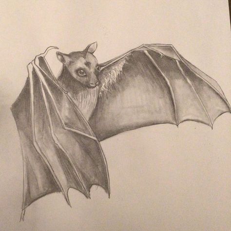 Bat Sketch, Bat Drawing, Graphite Art, Bird Drawing, Memorial Tattoo, Animal Sketches, Traditional Art, Diamond Painting, Bat