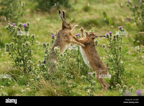 Boxing Hares, Photo Box, Peak District, Beautiful Nature Wallpaper, Image Processing, Animals Of The World, Nature Wallpaper, Images Photos, Boxing