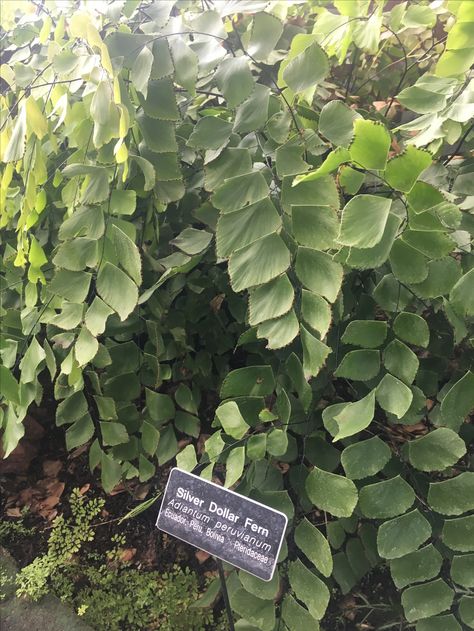 Silver Dollar Maidenhair Fern, Patio Areas, Maidenhair Fern, Plant Goals, Veggie Garden, Patio Area, Silver Dollar, Fern, Front Porch