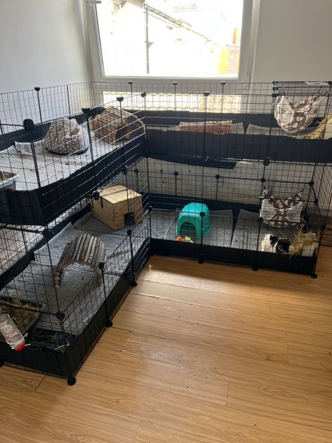 C C Cage Guinea Pigs Ideas, Guinea Pig Cage Ideas Aesthetic, Guinea Pig Set Up, Guinea Pig Cage Setup Ideas, Guinea Pigs Cage Ideas, Aesthetic Guinea Pig Cage, Bunny Enclosure, Ferret Ideas, Guinea Pig Information