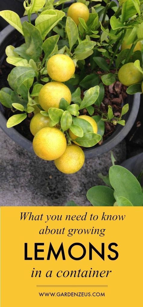 Growing Lemons, Trees In Containers, Growing Lemon Trees, Gemüseanbau In Kübeln, How To Grow Lemon, Indoor Vegetables, Lemon Trees, Container Garden Design, Container Vegetables