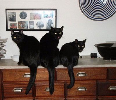 Three Black Cats, Bad Kitty, Cat Fun, Cat Obsession, Kitty Meow, Black Cat Art, Cute Cat Gif, Animal Pics, Cat Photography