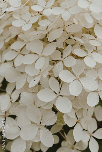 Stock Image: Closeup of white hydrangea flower bush Flower Bush, White Hydrangea, Hydrangea Flower, Outdoor Ideas, Pretty Wallpapers, Gardening Tips, Adobe Stock, Hydrangea, Close Up