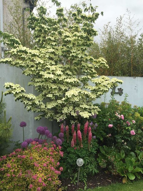 Kousa Dogwood Tree, Kousa Dogwood, Flower Combinations, Cornus Kousa, Pink Woodland, Beach Plum, Deer Resistant Perennials, Long Blooming Perennials, Dogwood Tree