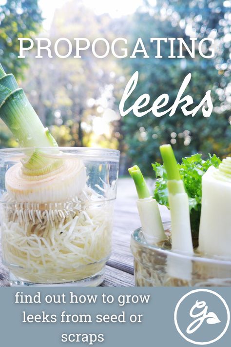 Leeks aren’t as difficult to cultivate as you might think. You can even regrow leeks from table scraps. Click the link to learn how to propagate leeks. How To Grow Leeks From Scraps, Growing Leeks From Scraps, Scrap Gardening, How To Grow Leeks, Grow Leeks, Leek Plant, Growing Leeks, Gardening Veggies, Onion Leeks