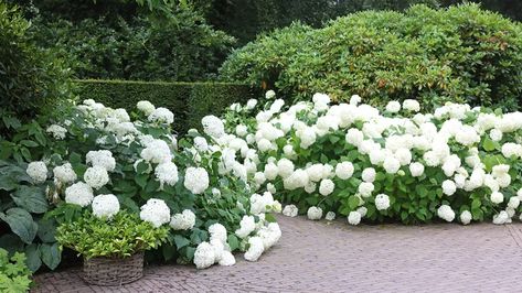 'White gardens' are chic & sophisticated - and yes you should absolutely try this gardening trend at home White Garden Design, Hampton Bedroom Ideas, Hampton Style Bathroom, Green And White Garden, Kitchen Ideas Luxury, Outdoor Balcony Ideas, Bathroom Ideas Hamptons, Bathroom Ideas Luxury, Outdoor Renovation