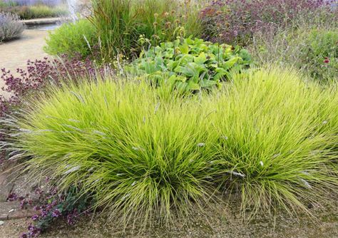 Sesleria autumnalis Sesleria Autumnalis, Ornamental Grass Landscape, Patio Flowers, Backyard Garden Layout, Grasses Landscaping, Aesthetic Garden, Gravel Garden, Grasses Garden, Garden Aesthetic