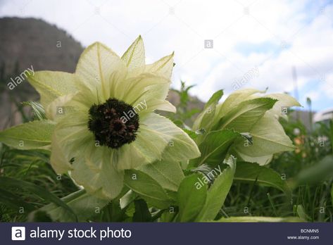 Snow Lotus Herb blooming on Tianshan Mountain, Xinjiang Uyghur Stock Photo, Royalty Free Image: 25063505 - Alamy Snow Lotus, Beautiful Backyards, Be Happier, Backyard Garden, Free Image, Gardening Tips, Health Benefits, Royalty Free Images, Lotus